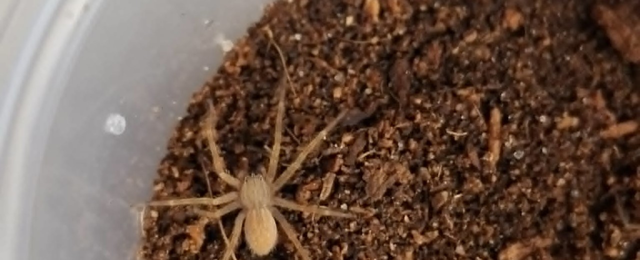 Cupiennius salei