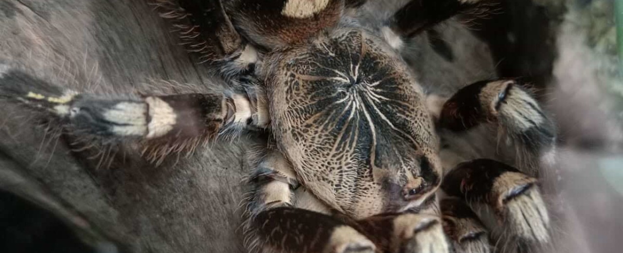 Poecilotheria subfusca