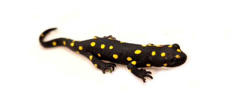 Neurergus strauchii