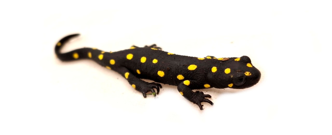 Neurergus strauchii