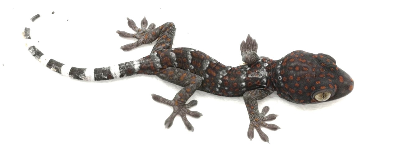 Gekon toke (Gekko gecko) 