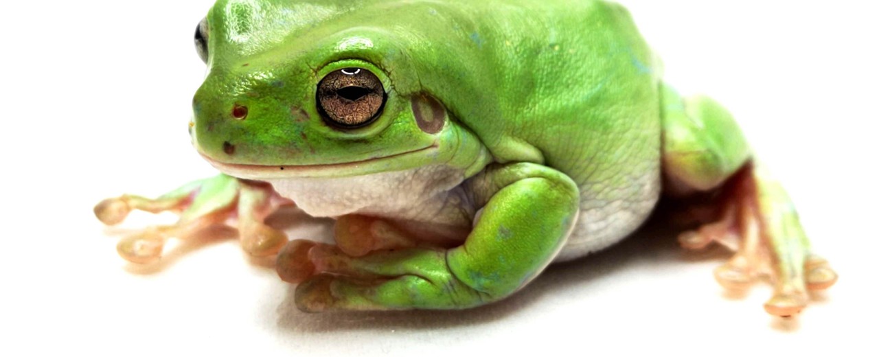 Rzekotka australijska (Ranoidea caerulea) ex. (Litoria caerulea)