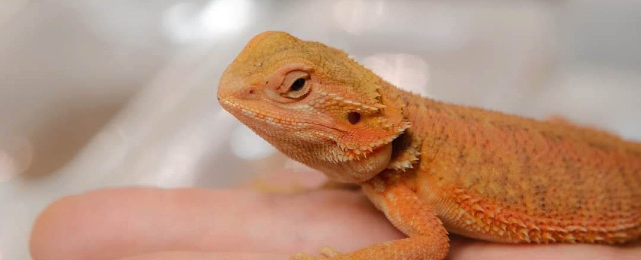 Brodatka Środkowoaustralijska (Pogona vitticeps) ex Agama brodata