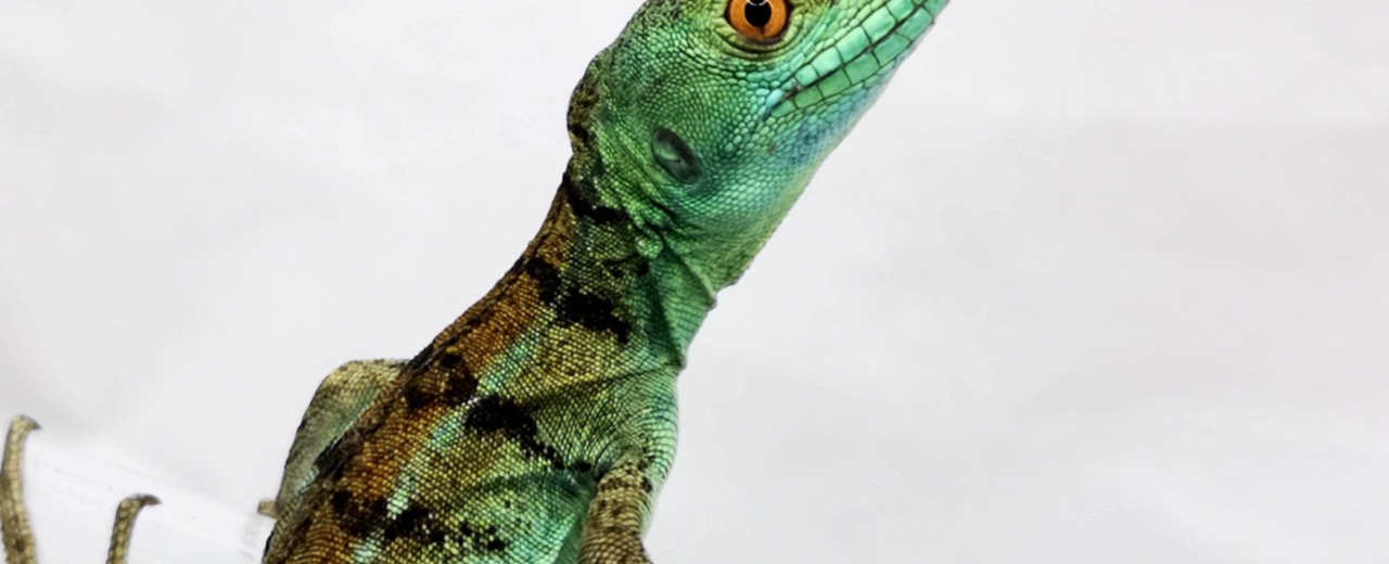 Bazyliszek płatkogłowy (Basiliscus plumifrons)