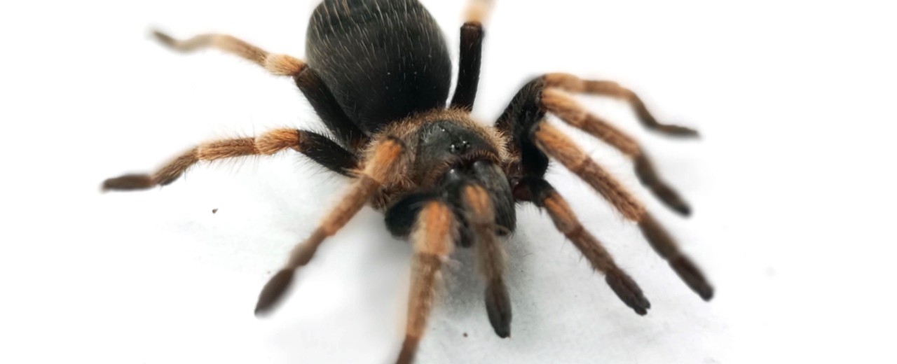 Brachypelma hamorii