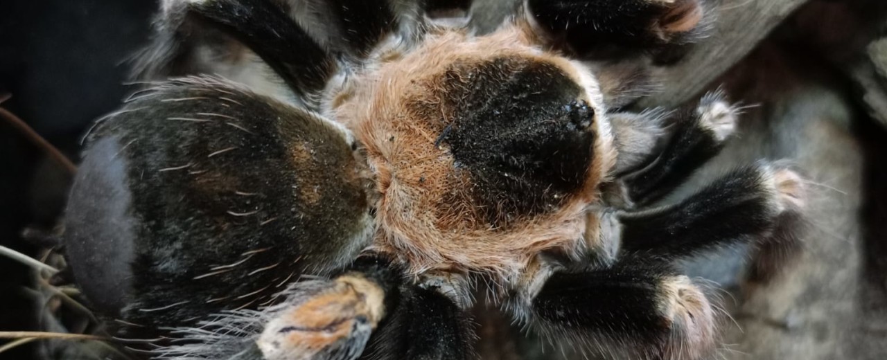 Brachypelma hamorii