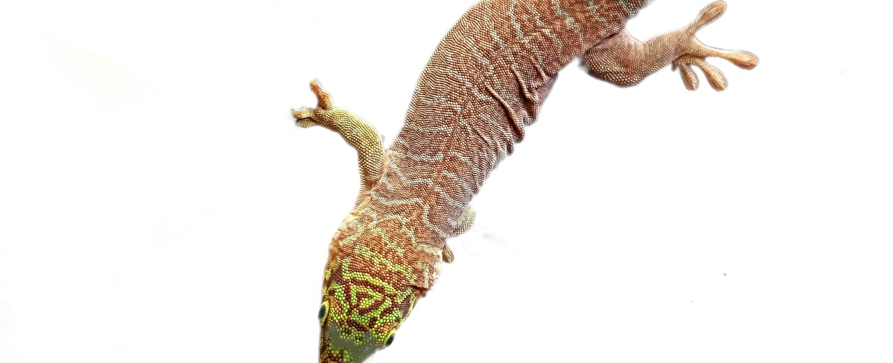 Felsuma standinga (Phelsuma standingi)