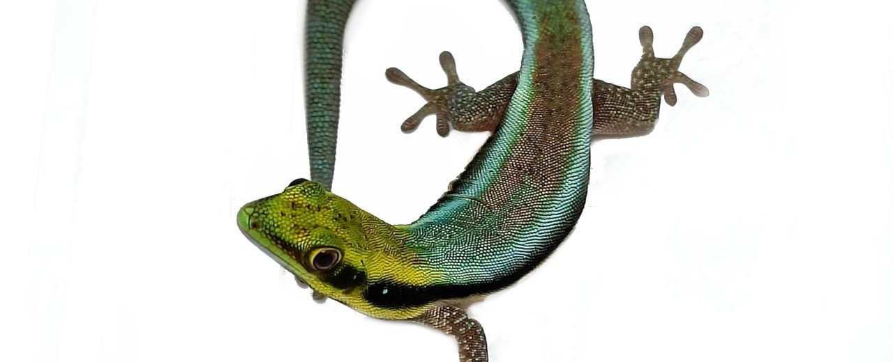 Felsuma klemera (Phelsuma klemmeri)