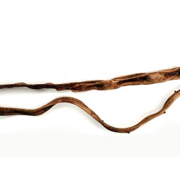 Naturalna liana kręcona 50cm | Liany | Vantis Terra