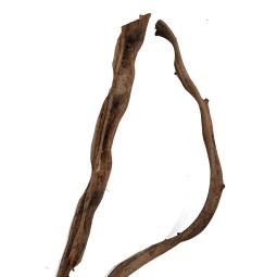 Naturalna liana kręcona 50cm