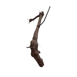 Korzeń winorośl 60-80cm