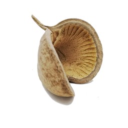 Elementy wystroju | Vantis Terra