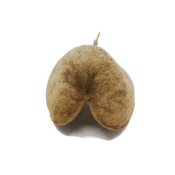 Orzech buddy | Susz egzotyczny | Vantis Terra