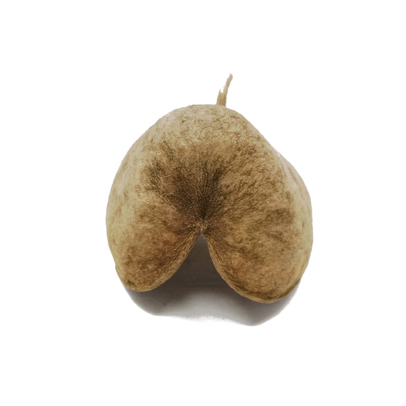 Orzech buddy | Susz egzotyczny | Vantis Terra