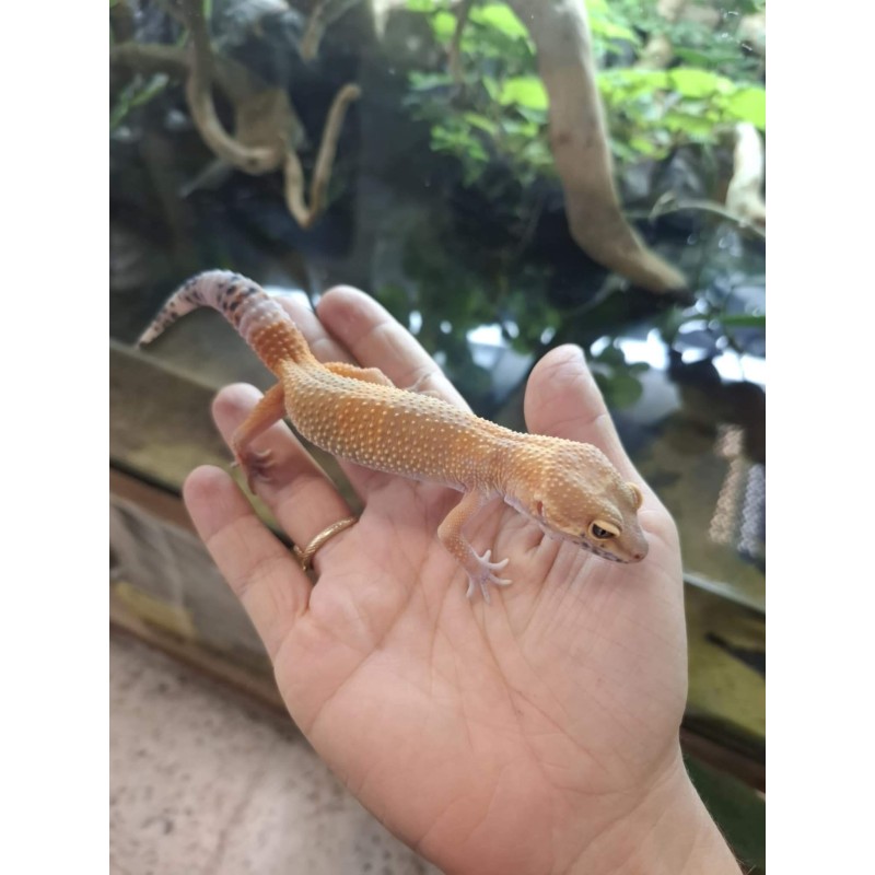 Eublefar lamparci / Gekon Lamparci (Eublepharis macularius) - Mandarin Tangerine - Samica - S.EL12 | Jaszczurki | Vantis Terra Eublefar lamparci / Gekon Lamparci (Eublepharis macularius) - Mandarin Tangerine - Samica - S.EL12 | Jaszczurki | Vantis Terra