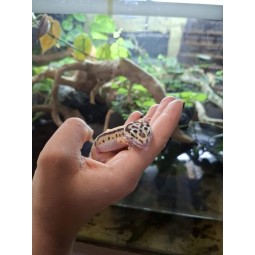 Eublefar lamparci / Gekon Lamparci (Eublepharis macularius) - Bold Stripe - Samica - S.EL5 | Jaszczurki | Vantis Terra