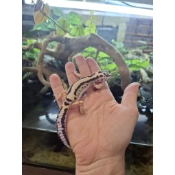 Eublefar lamparci / Gekon Lamparci (Eublepharis macularius) - Bold Stripe - Samica - S.EL5 | Jaszczurki | Vantis Terra