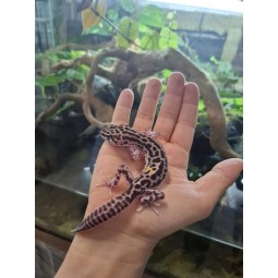 Eublefar lamparci / Gekon Lamparci (Eublepharis macularius) - Mack Super Snow - Samica - S.EL4 | Jaszczurki | Vantis Terra
