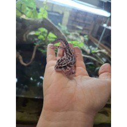 Eublefar lamparci / Gekon Lamparci (Eublepharis macularius) - Mack Super Snow - Samica - S.EL4 | Jaszczurki | Vantis Terra
