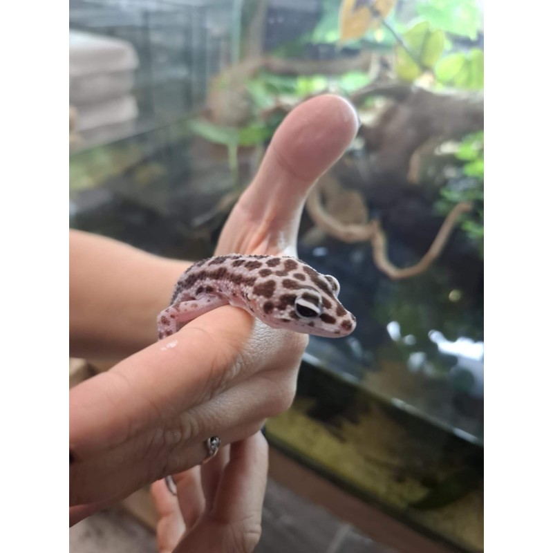Eublefar lamparci / Gekon Lamparci (Eublepharis macularius) - Mack Super Snow - Samiec - S.EL1 | Jaszczurki | Vantis Terra Eublefar lamparci / Gekon Lamparci (Eublepharis macularius) - Mack Super Snow - Samiec - S.EL1 | Jaszczurki | Vantis Terra