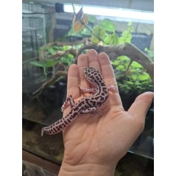 Eublefar lamparci / Gekon Lamparci (Eublepharis macularius) - Mack Super Snow - Samiec - S.EL1 | Jaszczurki | Vantis Terra