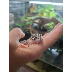 Eublefar lamparci / Gekon Lamparci (Eublepharis macularius) - Bold Stripe - Samica - S.EL2 | Jaszczurki | Vantis Terra