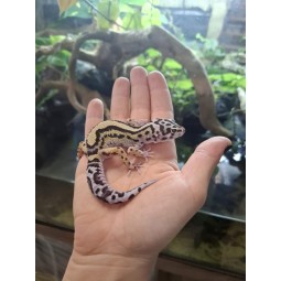 Eublefar lamparci / Gekon Lamparci (Eublepharis macularius) - Bold Stripe - Samica - S.EL2 | Jaszczurki | Vantis Terra