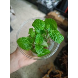 Pilea nummulariifolia