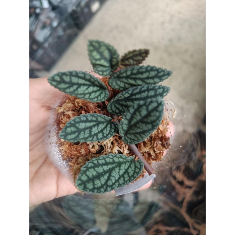 Pellionia pulchra | Żywe | Vantis Terra Pellionia pulchra | Żywe | Vantis Terra