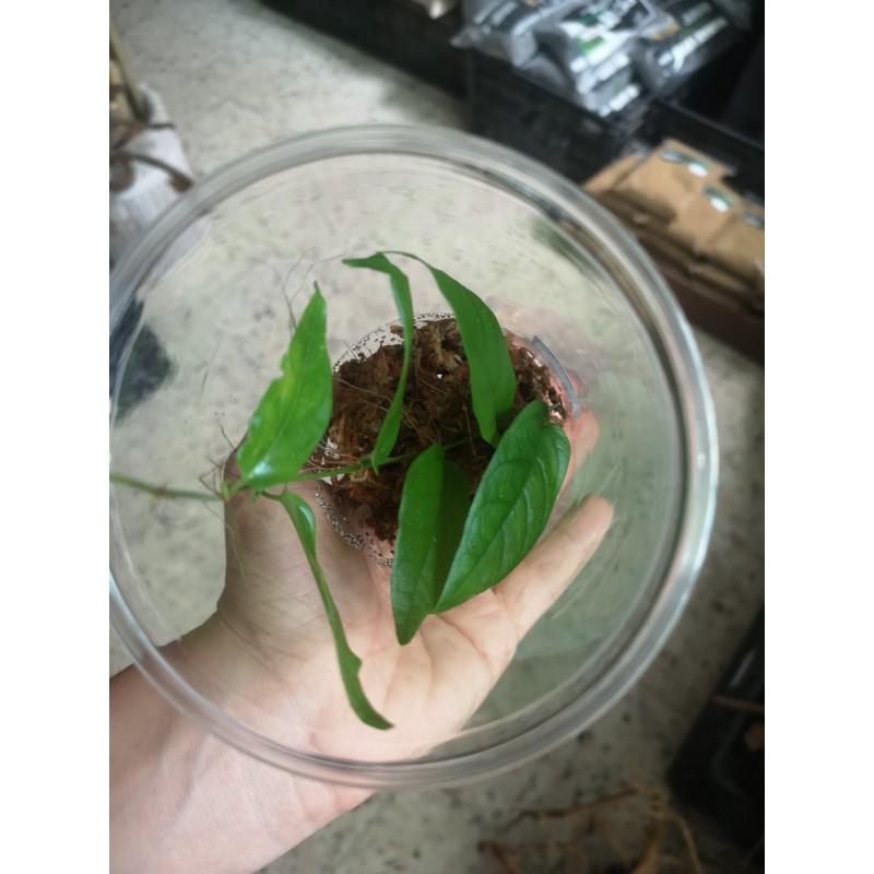 Ficus sagittata | Żywe | Vantis Terra Ficus sagittata | Żywe | Vantis Terra