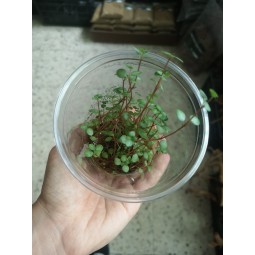 Pilea glaucophylla