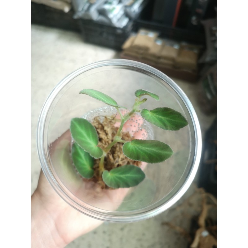 Begonia thelmae | Żywe | Vantis Terra
