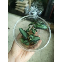 Pilea repens