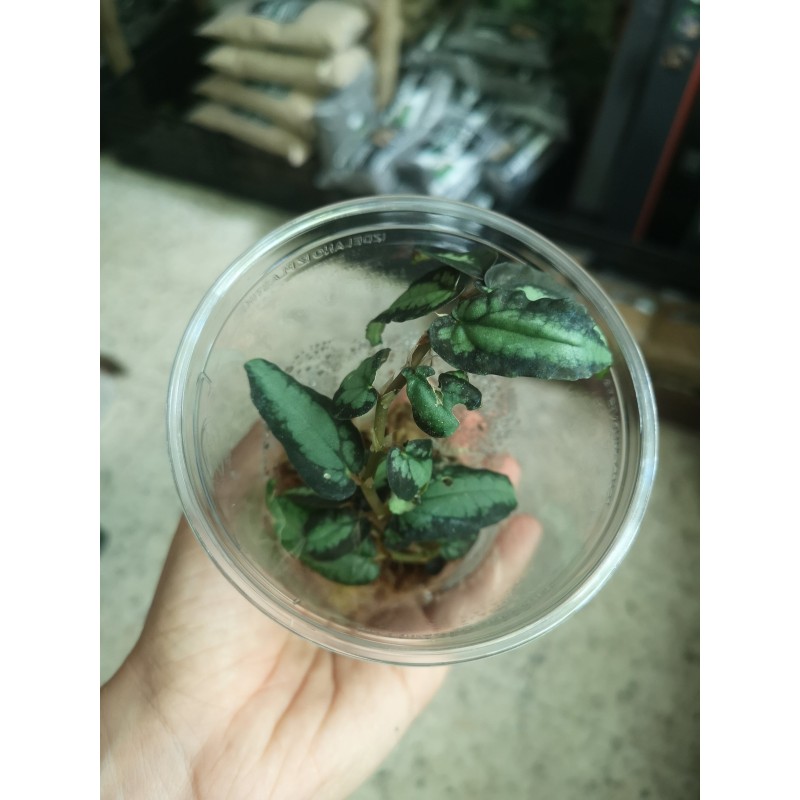 Pellionia repens | Żywe | Vantis Terra Pellionia repens | Żywe | Vantis Terra
