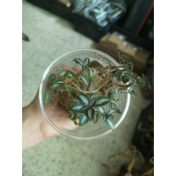 Pilea Silver Tree