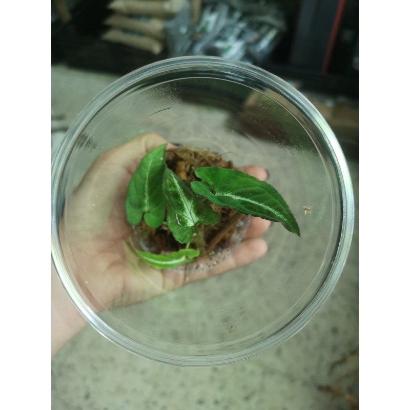 Syngonium rayii | Żywe | Vantis Terra