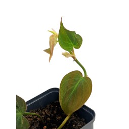 Filodendron micans...