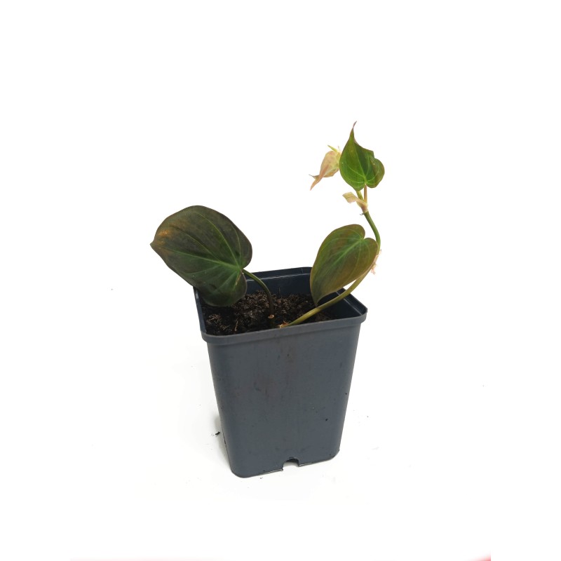 Filodendron micans (Philodendron scandens micans) | Żywe | Vantis Terra Filodendron micans (Philodendron scandens micans) | Żywe | Vantis Terra