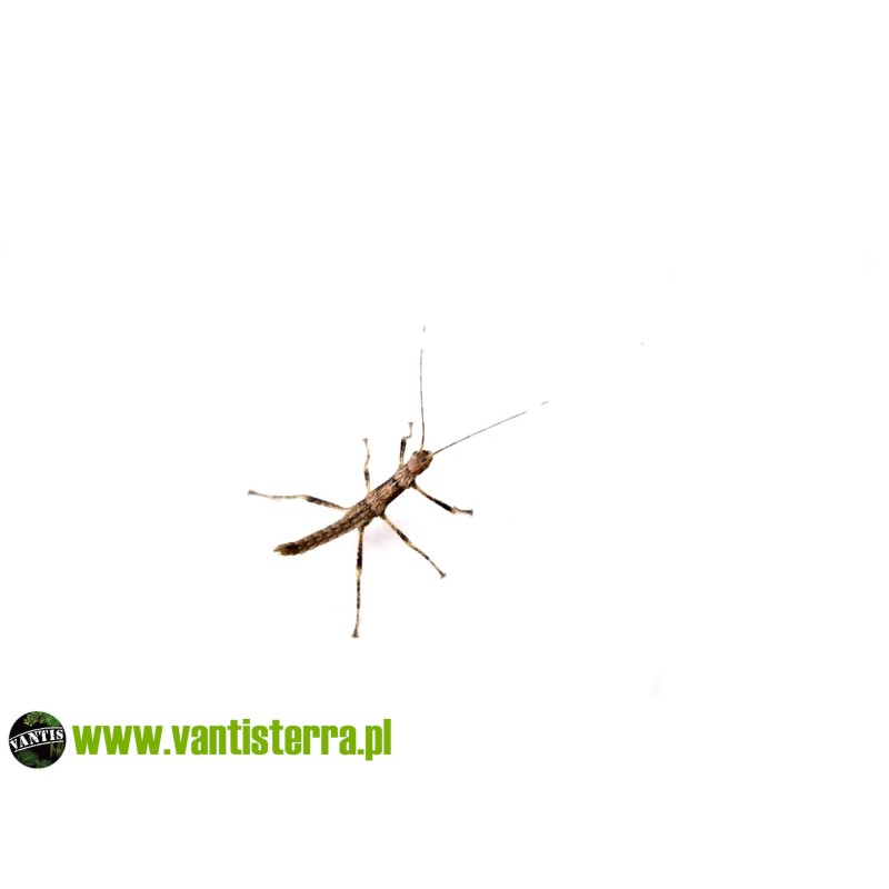 Straszyk nowogwinejski (Eurycantha calcarata) - młode | Pozostałe | Vantis Terra Straszyk nowogwinejski (Eurycantha calcarata) - młode | Pozostałe | Vantis Terra
