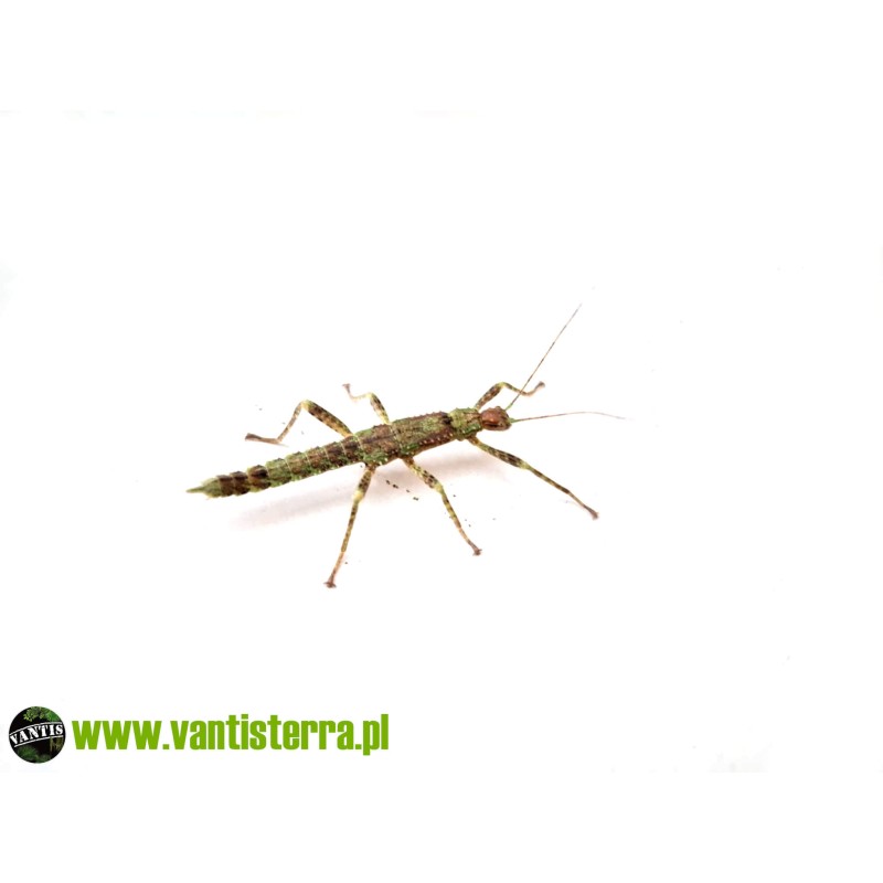Straszyk nowogwinejski (Eurycantha calcarata) - młode | Pozostałe | Vantis Terra Straszyk nowogwinejski (Eurycantha calcarata) - młode | Pozostałe | Vantis Terra