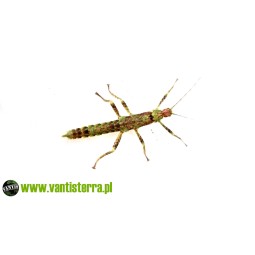 Straszyk nowogwinejski (Eurycantha calcarata) | Pozostałe | Vantis Terra