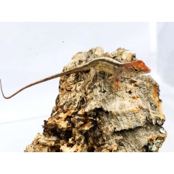 Anolis brązowy (Anolis sagrei) - samiec | Jaszczurki | Vantis Terra
