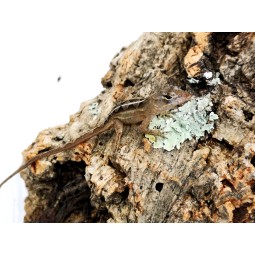 Anolis brązowy (Anolis sagrei) - samiec | Jaszczurki | Vantis Terra