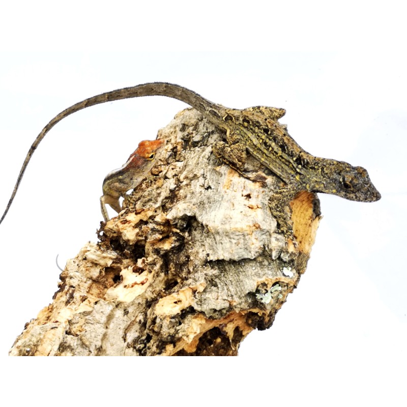 Anolis brązowy (Anolis sagrei) - samiec | Jaszczurki | Vantis Terra Anolis brązowy (Anolis sagrei) - samiec | Jaszczurki | Vantis Terra