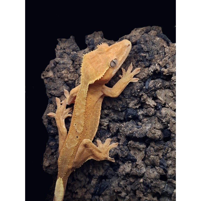 Gekon orzęsiony (Rhacodactylus ciliatus) ex Correlophus ciliatus - Paterneles - samica | Jaszczurki | Vantis Terra