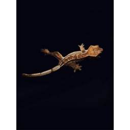 Zwierzęta | Vantis Terra