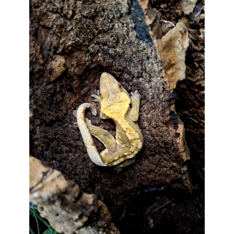 Gekon orzęsiony (Rhacodactylus ciliatus) ex Correlophus ciliatus - Harlequin - samiec | Jaszczurki | Vantis Terra Gekon orzęsiony (Rhacodactylus ciliatus) ex Correlophus ciliatus - Harlequin - samiec | Jaszczurki | Vantis Terra
