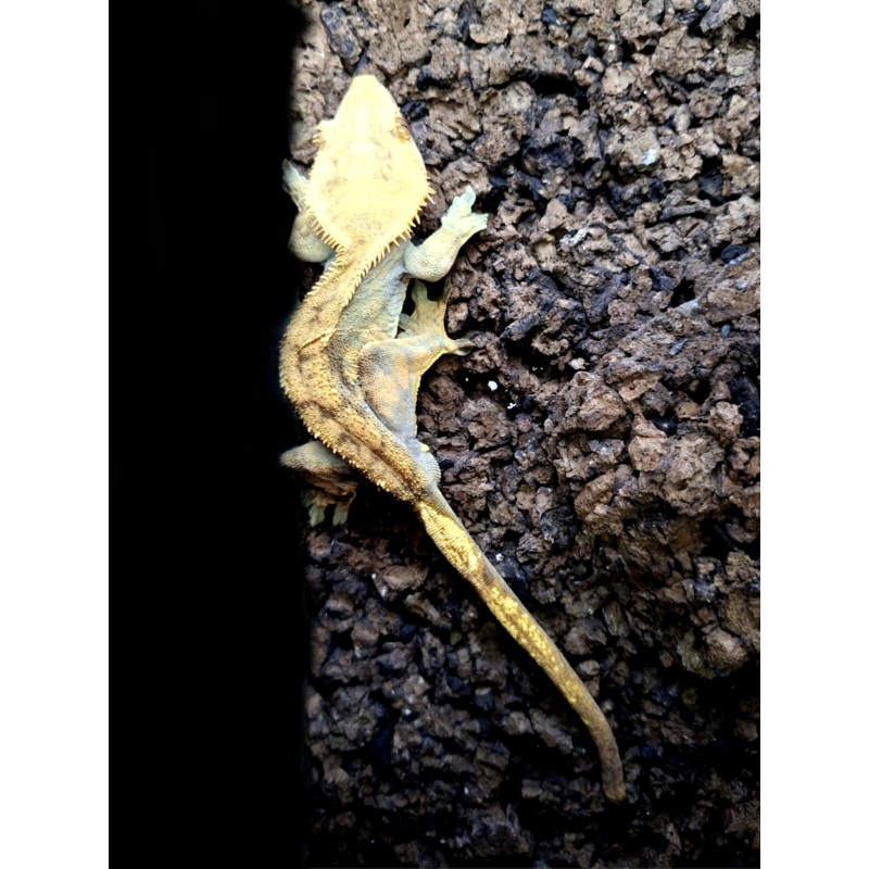 Gekon orzęsiony (Rhacodactylus ciliatus) ex Correlophus ciliatus - Harlequin - samiec | Jaszczurki | Vantis Terra Gekon orzęsiony (Rhacodactylus ciliatus) ex Correlophus ciliatus - Harlequin - samiec | Jaszczurki | Vantis Terra