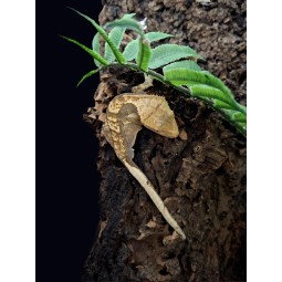 Zwierzęta | Vantis Terra