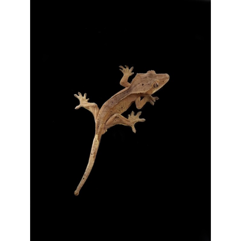 Gekon orzęsiony (Correlophus ciliatus) - Orange Dalmatian - samiec | Jaszczurki | Vantis Terra